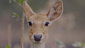 Bayi Rusa Langka Ada di Taman Safari China