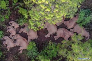 China Akan Pandu Kawanan Gajah ke Habitatnya