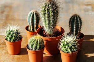 5 Manfaat Memelihara Kaktus di Rumah, Baik Untuk &hellip;