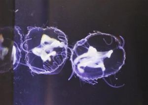 Ubur-ubur Langka Ditemukan di Chengdu