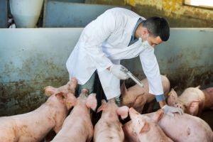 Jangan Takut, Virus Flu Babi di Tiongkok Bukan &hellip;