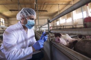 Tiongkok: Virus Flu Babi G4 Bukan Hal Baru, Tidak &hellip;