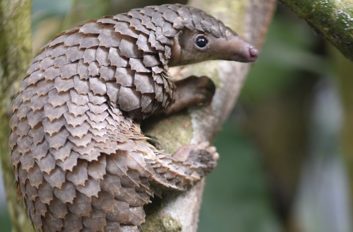 Trenggiling Tak Lagi Jadi Bahan Pengobatan Tradisional Tiongkok-Image-1