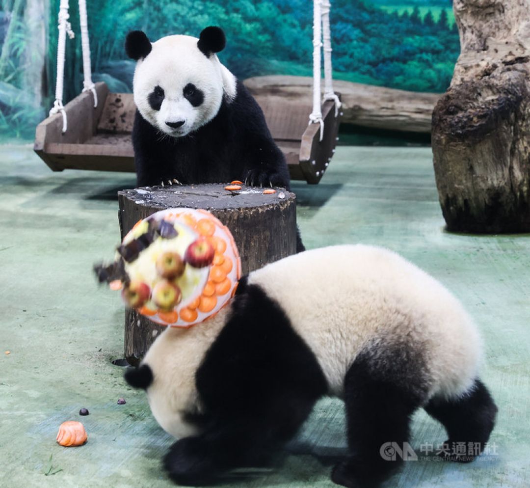 Panda Yuanbao di Kebun Binatang Taipei Akan Ultah ke-2-Image-1