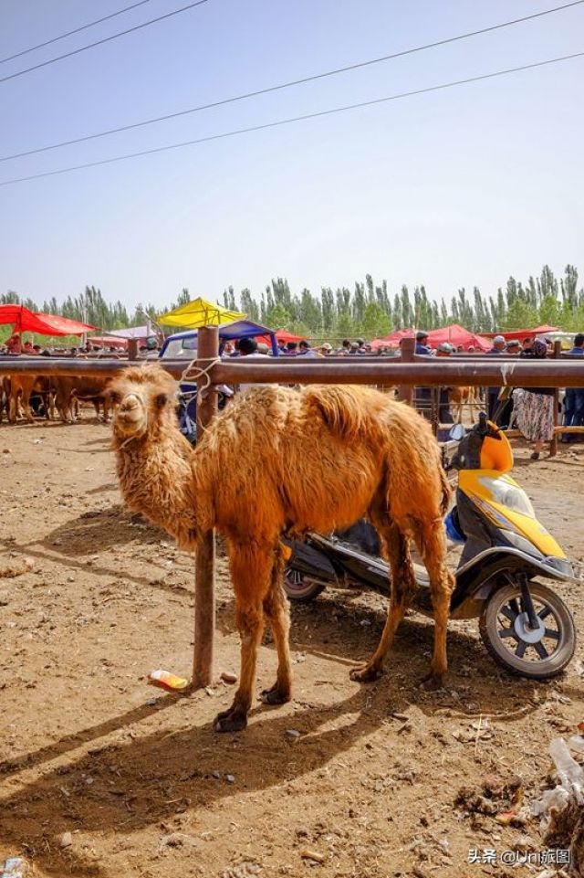 Pasar Sapi dan Domba Gambarkan Kehidupan di Xinjiang-Image-2