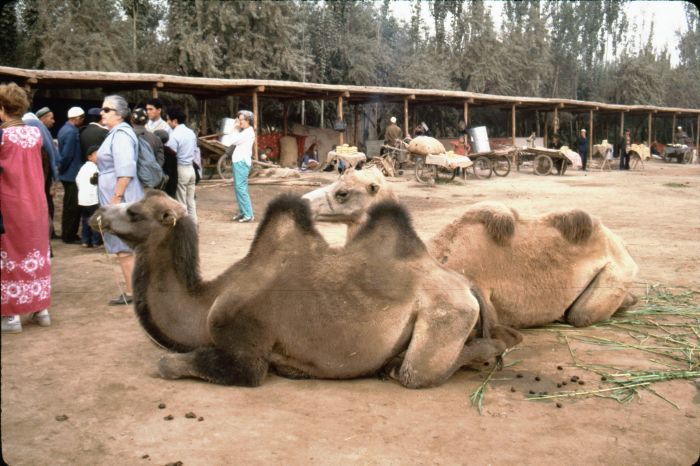 1.000 Unta Dites Kehamilan di Xinjiang-Image-1