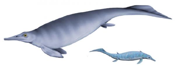 China Temukan Fosil Ikan Purba Periode Jurassic-Image-1