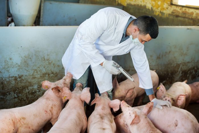 Jangan Takut, Virus Flu Babi di Tiongkok Bukan Pandemi-Image-1