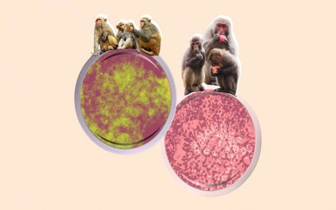 Apakah Virus Monyet B dan Virus Cacar Monyet Sama?-Image-1