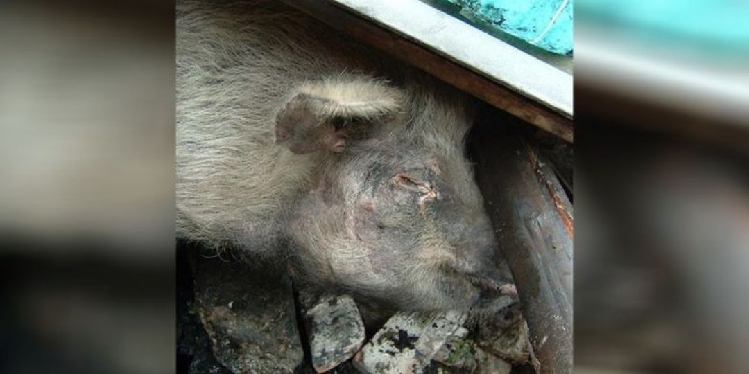 Netizen Tiongkok Sedih Atas Kematian Babi Zhu-Image-1